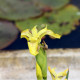 IRIS pseudacorus 'Bastardii'