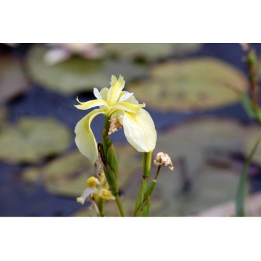 IRIS pseudacorus \'Cr&egrave;me de la Cr&egrave;me\'