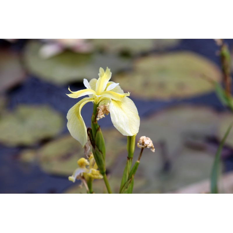 IRIS pseudacorus 'Cr&egrave;me de la Cr&egrave;me'