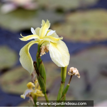 IRIS pseudacorus &#039;Crème de la Crème&#039;