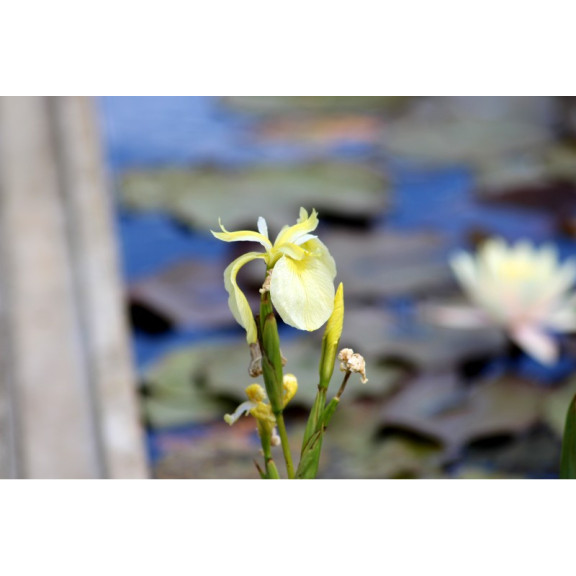 IRIS pseudacorus 'Cr&egrave;me de la Cr&egrave;me'