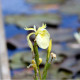 IRIS pseudacorus 'Crème de la Crème'