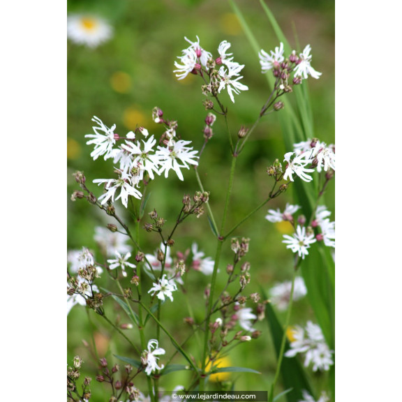 LYCHNIS flos-cuculi 'Alba'