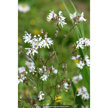 LYCHNIS flos-cuculi \'Alba\'