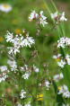 LYCHNIS flos-cuculi 'Alba'