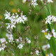 LYCHNIS flos-cuculi 'Alba'