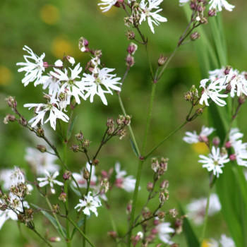 LYCHNIS flos-cuculi &#039;Alba&#039;