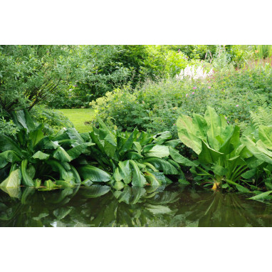 LYSICHITON americanus