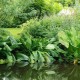 LYSICHITON americanus