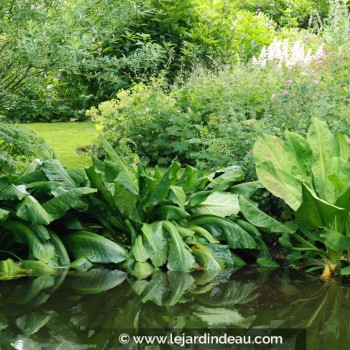 LYSICHITON americanus