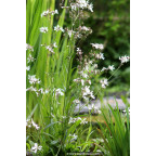 LYCHNIS flos-cuculi 'Alba'