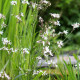 LYCHNIS flos-cuculi 'Alba'