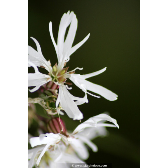LYCHNIS flos-cuculi 'Alba'