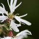 LYCHNIS flos-cuculi 'Alba'