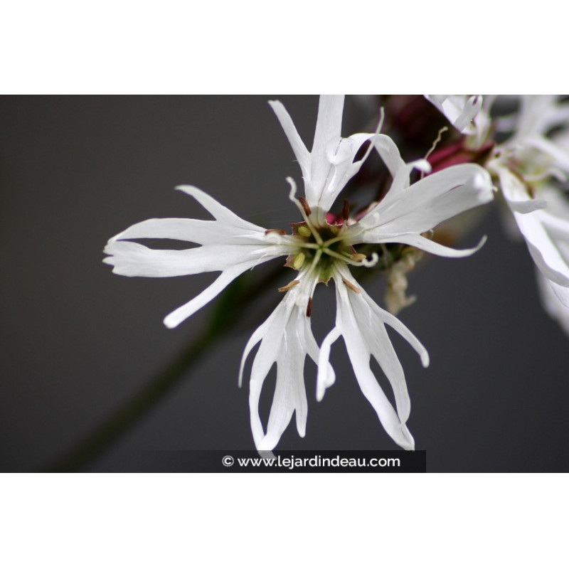 LYCHNIS flos-cuculi 'Alba'