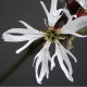 LYCHNIS flos-cuculi 'Alba'