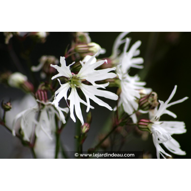 LYCHNIS flos-cuculi 'Alba'