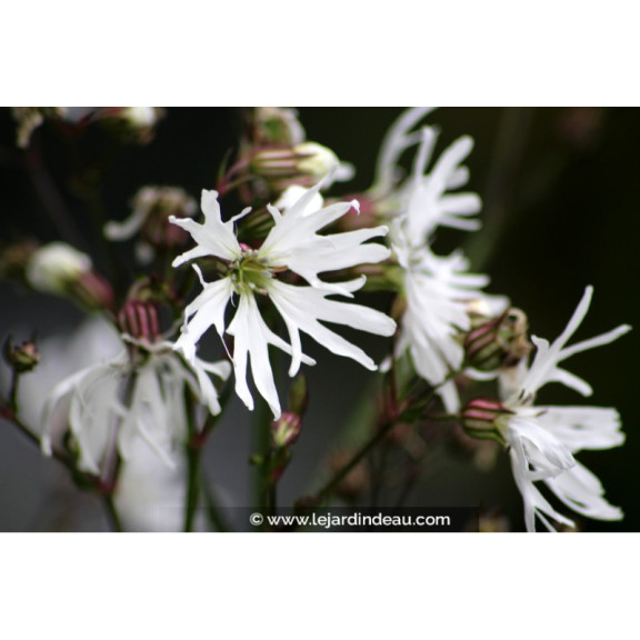 LYCHNIS flos-cuculi 'Alba'