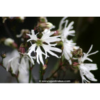 LYCHNIS flos-cuculi 'Alba'
