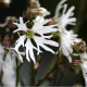 LYCHNIS flos-cuculi 'Alba'