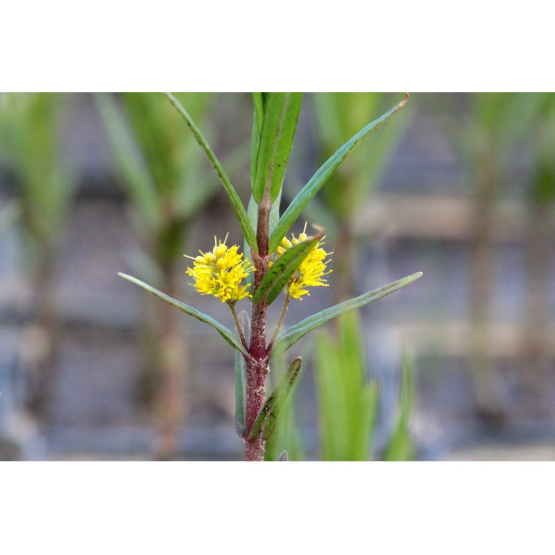 LYSIMACHIA thyrsiflora LYSIMACHIA thyrsiflora