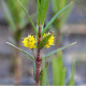 LYSIMACHIA thyrsiflora