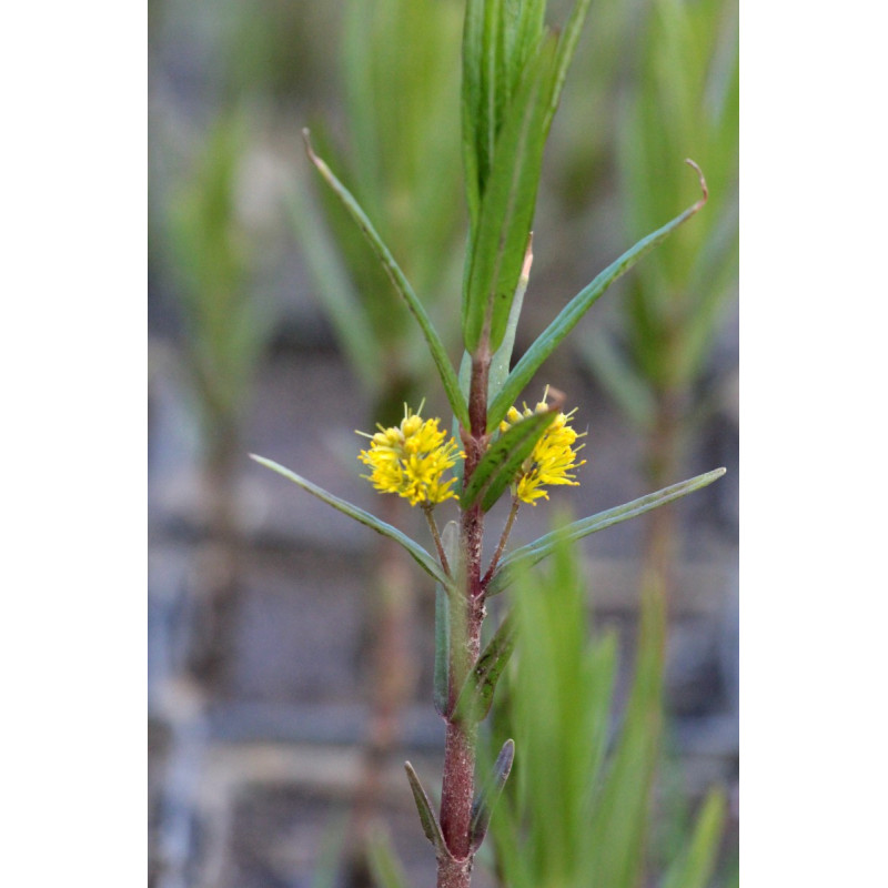 LYSIMACHIA thyrsiflora LYSIMACHIA thyrsiflora