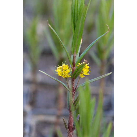 LYSIMACHIA thyrsiflora