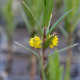 LYSIMACHIA thyrsiflora