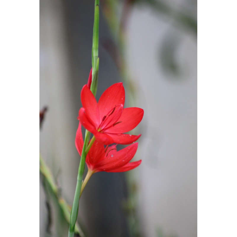 SCHIZOSTYLIS coccinea 'Major'