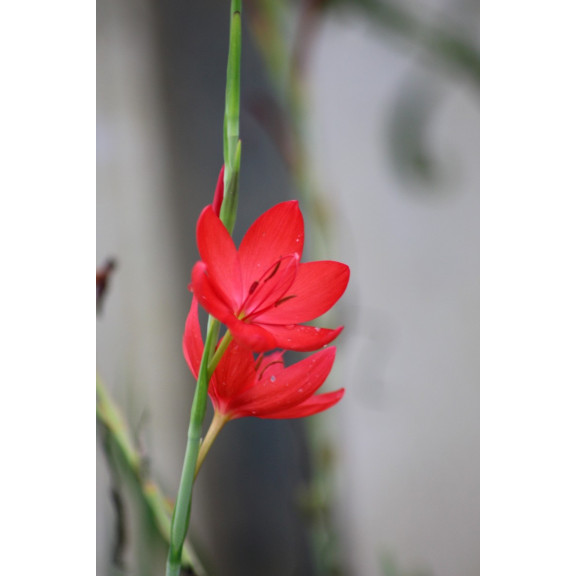 SCHIZOSTYLIS coccinea 'Major'