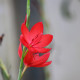 SCHIZOSTYLIS coccinea 'Major'