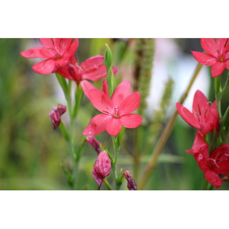 SCHIZOSTYLIS coccinea 'Rubra' SCHIZOSTYLIS coccinea 'Rubra'