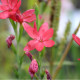 SCHIZOSTYLIS coccinea 'Rubra'