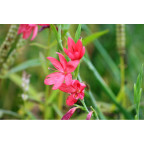 SCHIZOSTYLIS coccinea 'Rubra' SCHIZOSTYLIS coccinea 'Rubra'