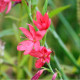 SCHIZOSTYLIS coccinea 'Rubra'