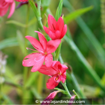 SCHIZOSTYLIS coccinea &#039;Rubra&#039;