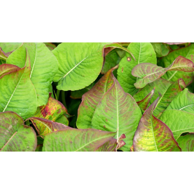 PERSICARIA amplexicaulis 'Black Field'&reg;