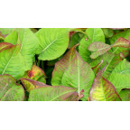 PERSICARIA amplexicaulis 'Black Field'&reg;