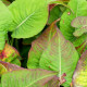 PERSICARIA amplexicaulis 'Black Field'®