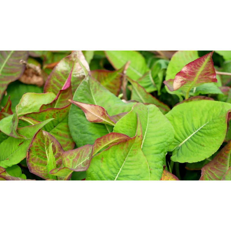 PERSICARIA amplexicaulis 'Black Field'&reg;