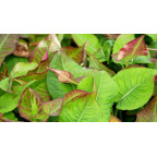 PERSICARIA amplexicaulis 'Black Field'&reg;