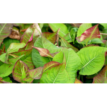PERSICARIA amplexicaulis \'Black Field\'
