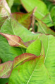 PERSICARIA amplexicaulis 'Black Field'