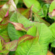 PERSICARIA amplexicaulis 'Black Field'®