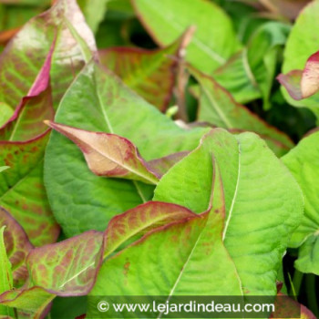PERSICARIA amplexicaulis &#039;Black Field&#039;®