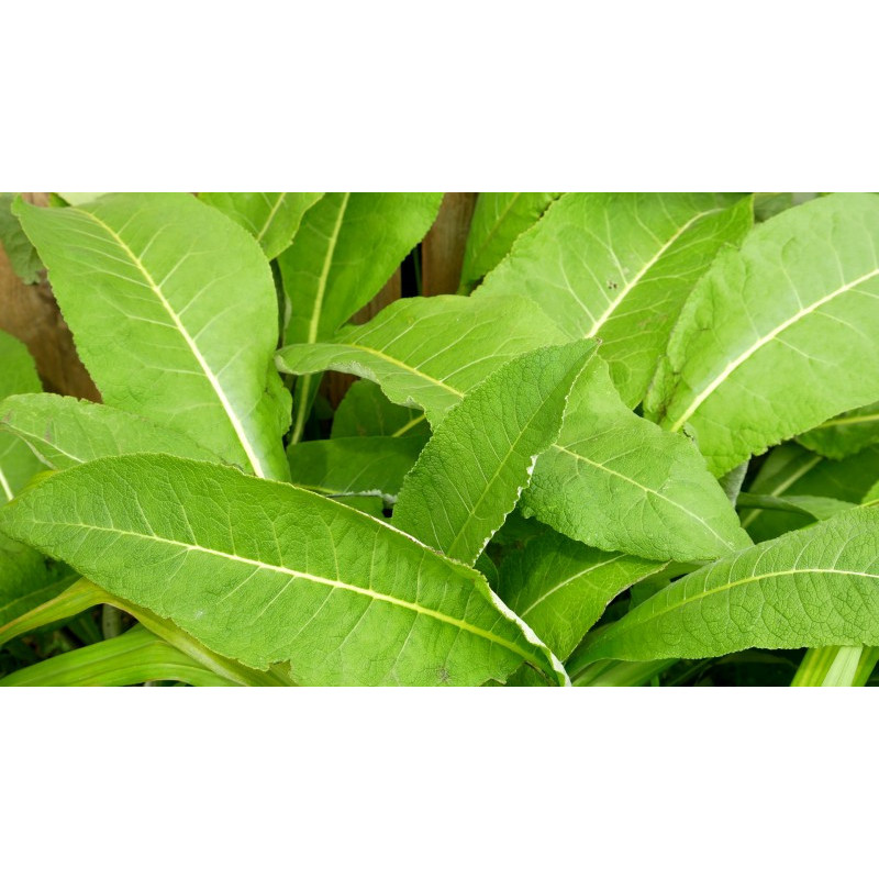 INULA magnifica