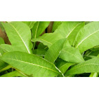 INULA magnifica