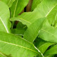 INULA magnifica