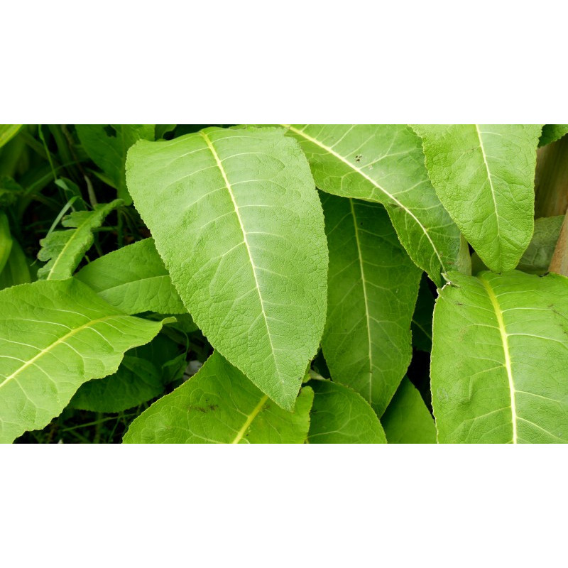 INULA magnifica